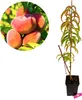 Prunus persica 'Donut' divoká broskyňa, obitá, 5 l kvetináč Náhľad obrázku produktu 1