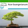 SAFLAX - Trojzubec javor - Acer buergerianum - 30 Semena - Náhled obrázku produktu 10