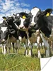 MuchoWow® Poster Kühe - Gras - Wiese - Tiere 120x160 cm - Produktbild-Vorschau 1