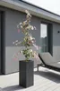 Cercis canadensis 'Carolina Sweetheart'® 160-170 cm – Produktbild-Vorschau 3