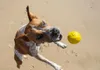 Waboba Woof Pack Hundespielzeug Set Wurfscheibe Sprungball Produktbild-Vorschau 11