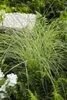 Japan-Segge, im Topf - Carex morrowii, immergrün Produktbild-Vorschau 7