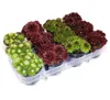 Houseleek - sada 12 rôznych odrôd Sempervivum Náhľad obrázku produktu 1