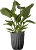 A potted plant with large green leaves in a dark gray pot against a white background. Voir les images du produit