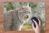 MuchoWow® Schreibtischunterlage Luchs - Wald - Grau 60x40 Produktbild-Vorschau 3