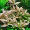Roślina Invitro kubek mini - hygrophila polysperma sunset Podgląd zdjęcia produktu 4