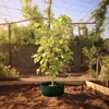 A young plant in a green grow bag, placed in a garden bed. Produktbild-Vorschau
