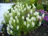 Stauden Gänge 5 x Salvia nemorosa 'Sensation White ®' im 1 Produktbild-Vorschau 5