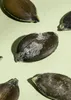 Several pumpkin seeds are scattered on a light green surface. Produktbild-Vorschau