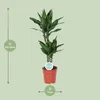 Drzewo smocze Dracaena Janet Lind Ø17 cm ↕70 cm Roślina Podgląd zdjęcia produktu 2