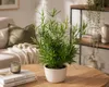 Asparagus falcatus, ongeveer 35 cm – Zierspargel | Productafbeelding-voorbeeld 3