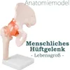 Anatomiemodell Anatomie Skelett Modell Lebensgroßes Hüfte Produktbild-Vorschau 1
