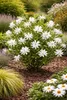 Magnolia gwiaździsta (Magnolia stellata) 60–80 cm – Podgląd zdjęcia produktu 1