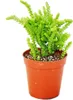 Sukulent - Crassula lycopodioides - Myší chvost - v Náhľad obrázku produktu 1