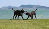 Jouet pour chiens Puller Standard 2 anneaux flottants Voir les images du produit 5