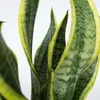 Łatwe rośliny doniczkowe - 4 szt - Wysokość 25-40cm - ⌀12cm Podgląd zdjęcia produktu 4