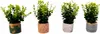 Künstliche Blume im Topf 22cm - Deko Pflanze wie echt - Produktbild-Vorschau 3