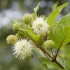A close-up of a plant with white flowers and green buds. Produktbild-Vorschau
