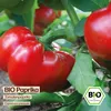 Samenliebe  Paprika Samen | Tomatenpaprika - rot & süß & Produktbild-Vorschau 4