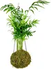 Gardners Kokedama Chamaedorea elegans (L) Náhled obrázku produktu 1