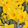 Blumenzwiebelmischung - 125 Stk - Tulipa, Anem. Narcis. Produktbild-Vorschau 3