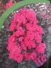 Lagerstroemia indica Pink Velour - Chinesische Kräuselmyrte Produktbild-Vorschau 3