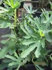 Feige Dalmatie - Ficus carica Dalmatie - 40-60cm Produktbild-Vorschau 2