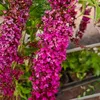 Buddleja Royal Red - Sommerflieder/Schmetterlingsflieder - Produktbild-Vorschau 4