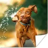 MuchoWow® Poster Nass - Hund - Wasser 75x75 cm - Wand Produktbild-Vorschau 1