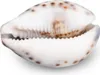Kauri-Tigerschnecke Cypraea tigris Deko Muschel 5cm Produktbild-Vorschau 2