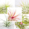 Bloomique - Mix 5 - Tillandsia - Rośliny powietrzne - Podgląd zdjęcia produktu 3