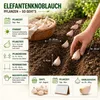 Elefantenknoblauch - 250g Knoblauchzehen - Pflanzknoblauch Produktbild-Vorschau 4