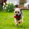 A small dog is running on a green lawn with a red toy in its mouth. There are flowers in the background. Náhľad obrázku produktu