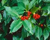 Aucuba japonica 'Rozannie', Japanische Aukube, immergrün, Produktbild-Vorschau 2