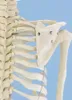 Model kostry Erler Zimmer "Skeleton Hugo", pohyblivý Náhľad obrázku produktu 9