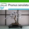 SAFLAX - Bonsai - Japońskie Kwiaty Wiśni - 30 Nasiona - Z Podgląd zdjęcia produktu 5
