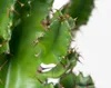 Bloomique - Euphorbia Acrurensis - Wilczy Mniszek - Kaktus Podgląd zdjęcia produktu 3