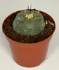 Lophophora williamsii – pejotl – kaktus pejotl – kwitnący, Podgląd zdjęcia produktu 1