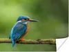 MuchoWow® Poster Eisvogel - Zweig - Moos - Vogel - Grün Produktbild-Vorschau 1