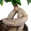 Chinesische Feige - pflegeleichte Zimmerpflanze, Ficus Produktbild-Vorschau 2