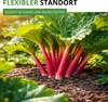 Rhabarber Victoria Samen - Rheum rhabarbarum - Produktbild-Vorschau 7