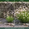 Stauden Gänge 3 x Gaura lindheimeri 'Whirling Butterflies' Produktbild-Vorschau 4