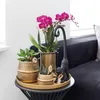 Kolibri Orchids | COMBI DEAL von 2 lila Phalaenopsis Produktbild-Vorschau 2