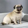 PawHut Hundesofa mit Weichem Bezug Haustiersofa Hundebett Produktbild-Vorschau 8
