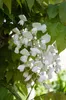 Wisteria floribunda Alba - bílý modrý déšť Náhled obrázku produktu 7