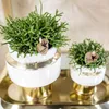Verts Colibri | Set di 2 piante di Rhipsalis in vasi Anteprima dell’immagine prodotto 3