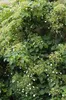 Hortensja pnaca (Hydrangea petiolaris) - 3 sztuki, srednica Podgląd zdjęcia produktu 1
