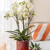 Kolibri Orchids – bílá orchidej Phalaenopsis „Lausanne“, Náhled obrázku produktu 12