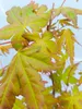 Set mit 4 japanischen Ahornen (Acer palmatum) – Höhe 20/30 Produktbild-Vorschau 3