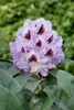 Rhododendron Hybr. 'Blue Peter', Rhododendron, blauviolett, Produktbild-Vorschau 10